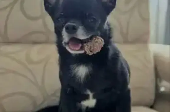 Собаки потеряшки, Кирово-Чепецк, фото: Потеряшка собака, ул. К. Утробина 5, Кирово-Ч.