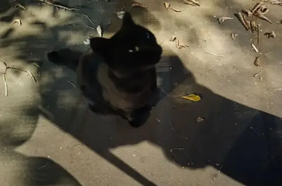 Найдена кошка, ул. Лобачика, Москва