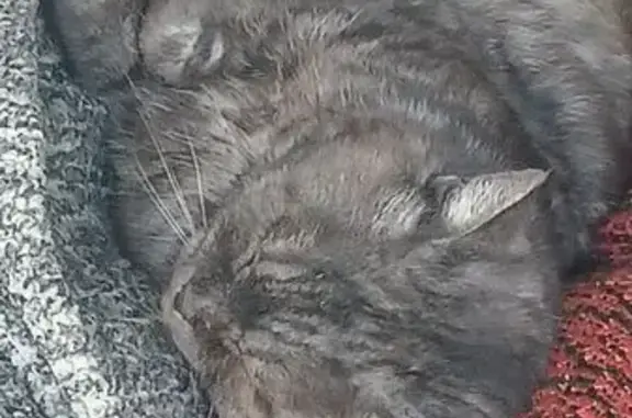 Пропала кошка, Облепиховая ул., Рубцовск