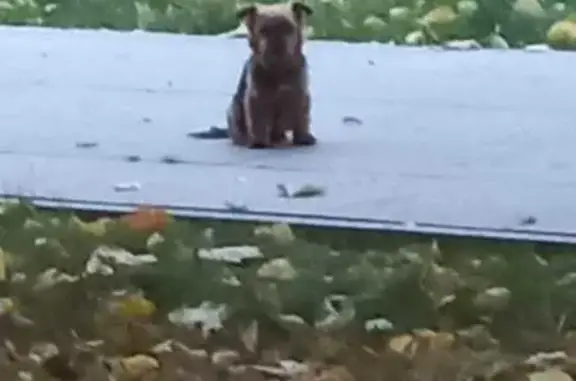 Найден йоркширский терьер, Ленинский 99