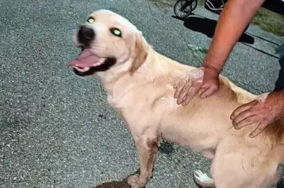 Найдена собака, Тульский, фото: Собака найдена: ул. Ленина, Тульский