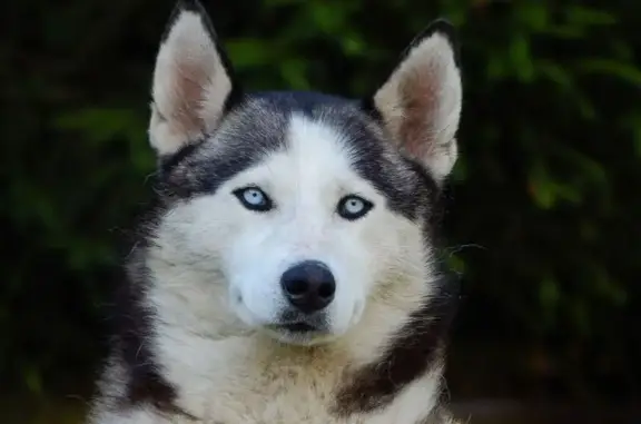 Собаки потеряшки, Челябинск, фото: Потеряшка хаски, Свердловский пр. 46, Челябинск