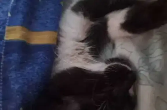 Кошки потеряшки, Калининград, фото: Потеряшка кошка, Дзержинского 106, Клг.