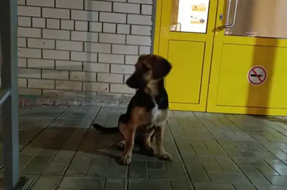 Собака найдена на Лебедева-Кумача, 70