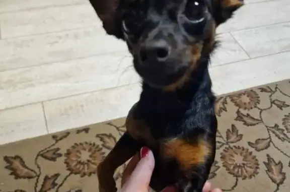 Собака найдена: 9 мкрн, ул. Яна Берзина