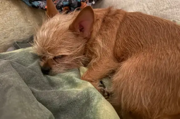 Йорк найден: Крахмалёва 2, Советский р-н