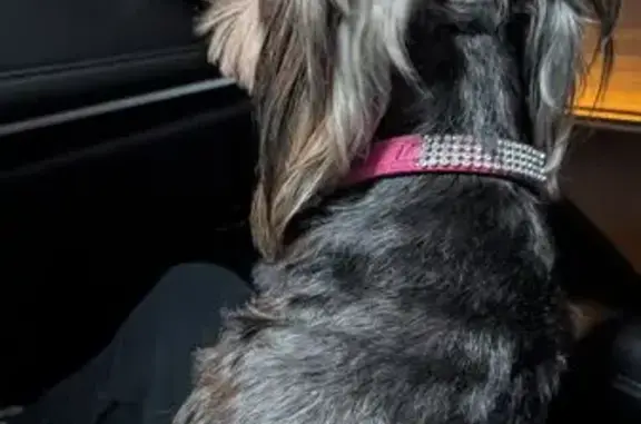 Найдена собака, Ордынцы, фото: Собака найдена: Ордынцы, 46Н-08900