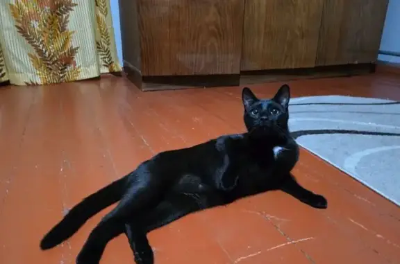 Кошки потеряшки, Новочебоксарск, фото: Потеряшка кошка, Заводская ул. 7, Новочебоксарск