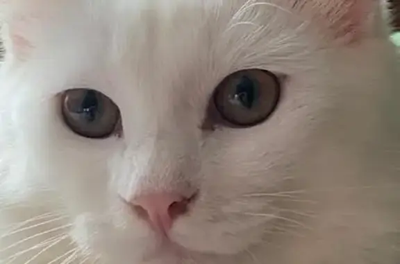 Кошки потеряшки, Южно-Сахалинск, фото: Потеряшка кот, ул. Бородина, Южно-Сахалинск