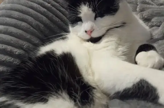 Пропала кошка, Садовая ул., Массоляны