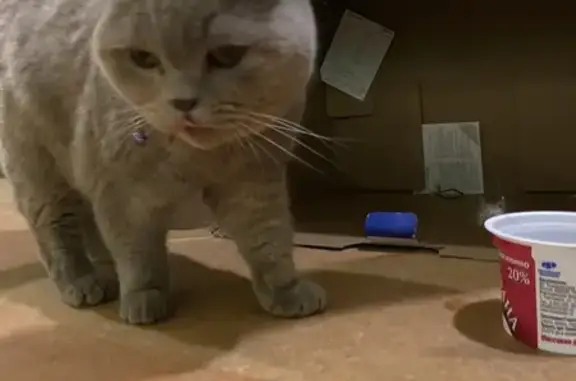 Найдена кошка, Нижний Новгород, фото: Кошка найдена, ул. Бурденко 40, НН