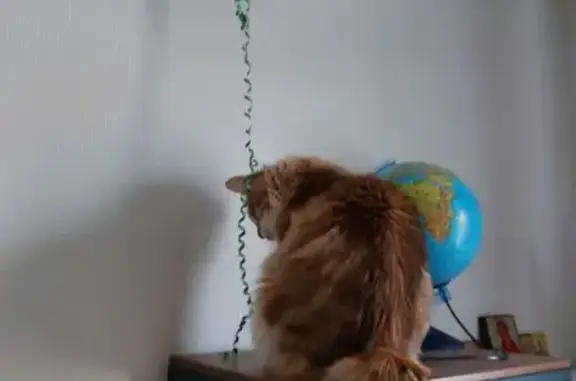 Кошки потеряшки, Санкт-Петербург, фото: Потеряшка кошка на Большеохтинском проспекте