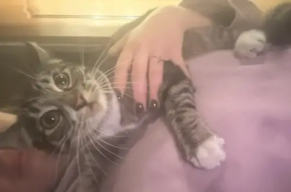 Кошка найдена, ул. Лавочкина, Химки