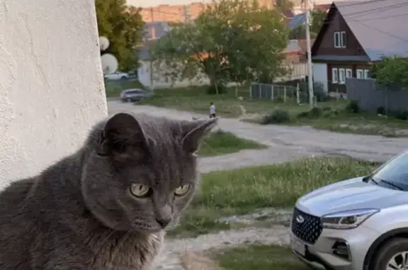 Кошки потеряшки, Ковров, фото: Потеряшка кошка, Пролетарская 48, Ковров