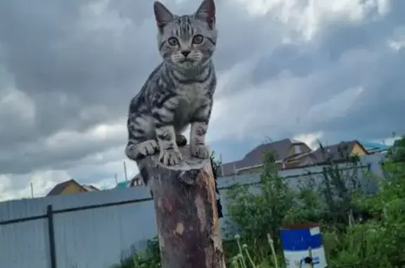 Кошки потеряшки, Уфа, фото: Потеряшка кошка, Уфа, Башкортостан