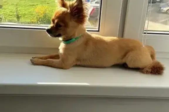 Собаки потеряшки, Новосибирск, фото: Потеряшка чихуахуа на ул. Шмонина, 1, НСК