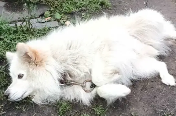 Собаки потеряшки, Московская область, фото: Потеряшка собака в Колычево, Домодедово