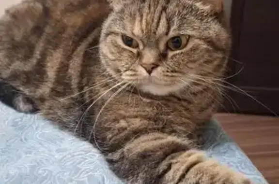 Кошки потеряшки, Новосибирская область, фото: Потеряшка кошка, Кубовинский с/с, НСО