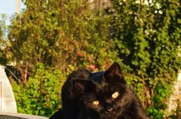 Кошки потеряшки, Пермский край, фото: Потеряшка кошка, Кояново, Пермский край