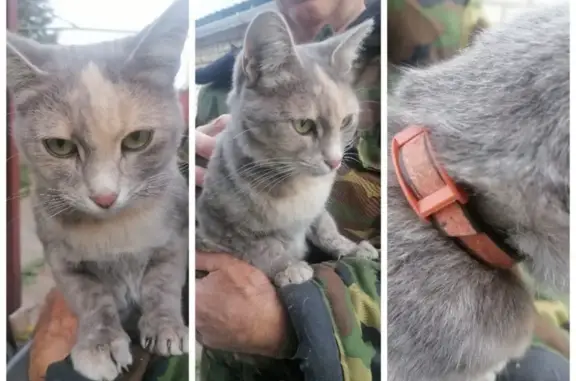 Найдена кошка, Казань, фото: Кошка найдена: Татарстан, 8, Казань