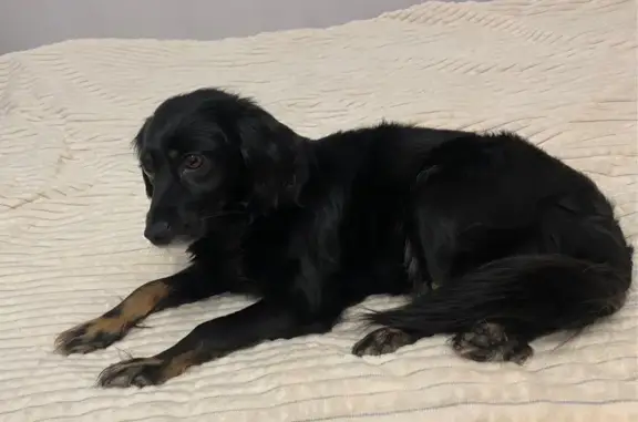 Собака найдена: ул. Академика Парина, 43/3