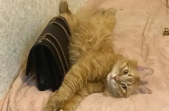 Кошки потеряшки, Таганрог, фото: Потеряшка кошка, 2-й Кожевенный пер. 2А