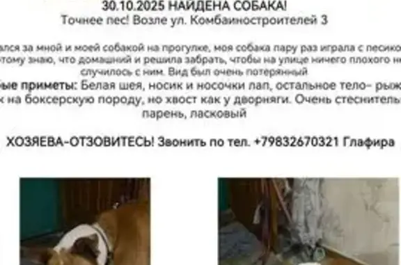 Собака найдена: ул. Станиславского, 15