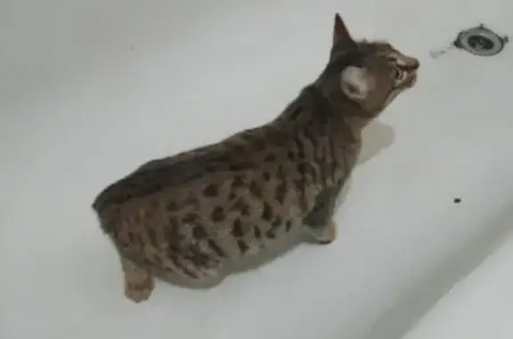 Найдена кошка, Екатеринбург, фото: Кошка найдена: ул. Восстания, 110, Екат.