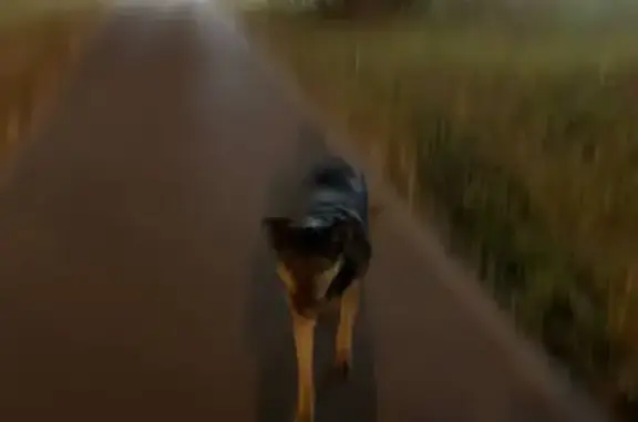 Собака найдена, Балашиха, мкрн 1 мая