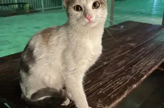 Найдена кошка, Саратов, фото: Трехцветная кошка найдена на Радищева 4/6