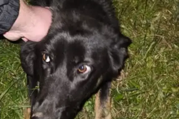 Найдена собака, Московская область, фото: Собака найдена у дома 102, Плетениха