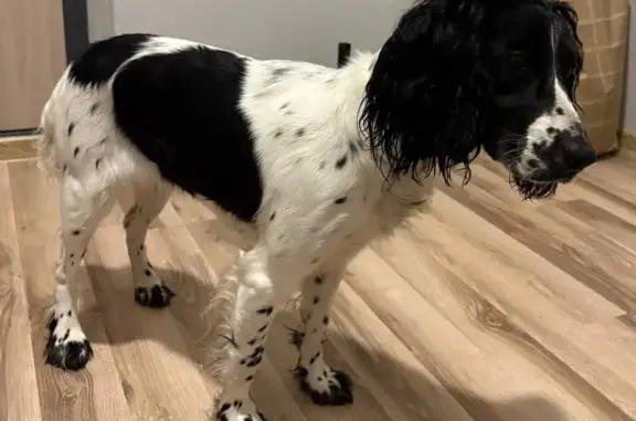 Найдена собака, Верхняя Пышма, фото: Спаниель найдена, Октябрьская ул. 9, В. Пышма