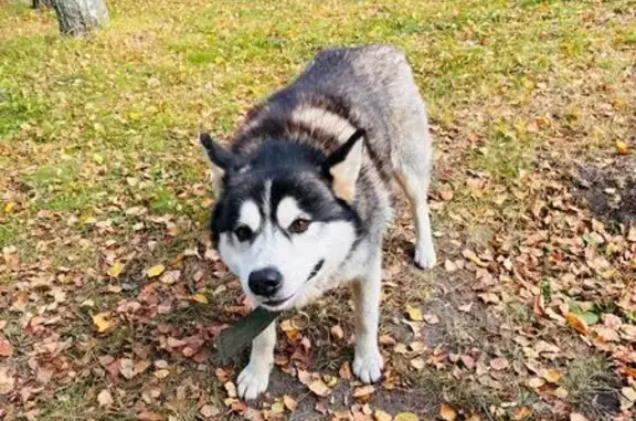 Хаски найдена: Тверь, Можайского, 62Б