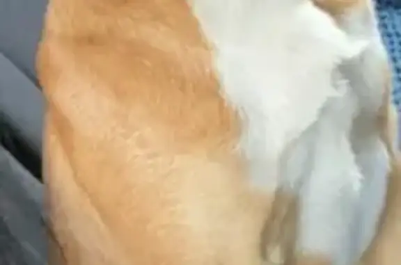 Пропала собака, Сырский пер., Липецк