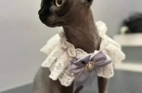 Кошки потеряшки, Раменское, фото: Потеряшка кошка на Высоковольтной, 22