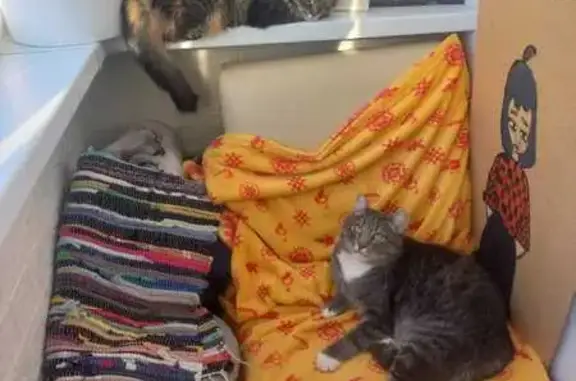 Кошки потеряшки, Кондратово, фото: Потеряшка кошка, Садовое Кольцо 2, Кондратово