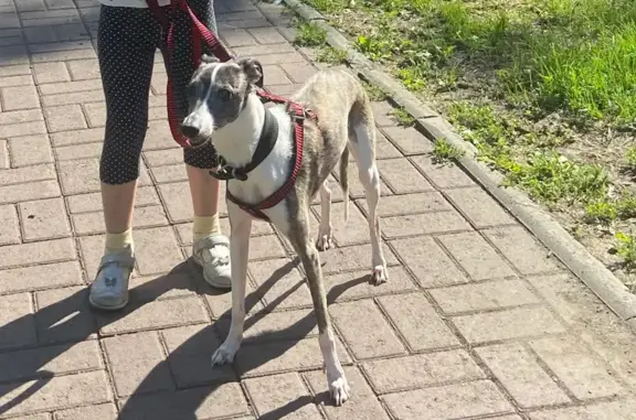 Пропала собака, ул. Гагарина, 4, Челябинск