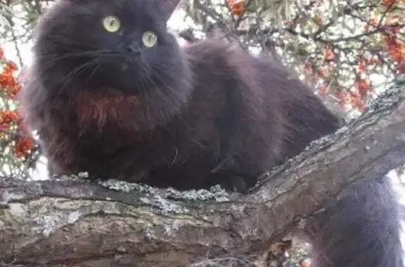 Пропала кошка, Ижевск, Дзержинского 2