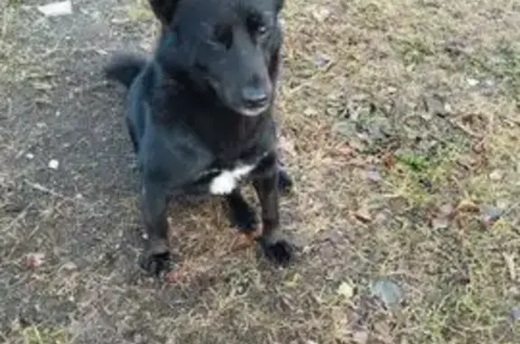 Собаки потеряшки, , фото: Потеряшка собака, Южная ул., Воровского