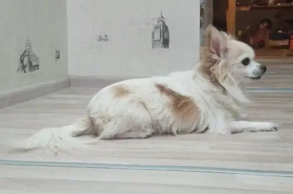 Собаки потеряшки, Белгород, фото: Потеряшка собака, 1-й Комсомольский пер. 12