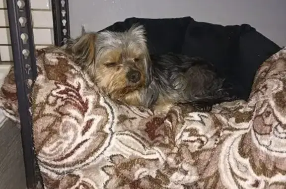 Йорк найден в парке Гагарина, Волгоград