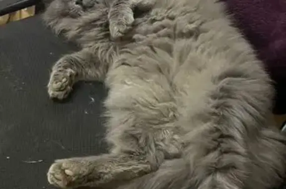 Кошки потеряшки, , фото: Потеряшка кошка на Куйбышевском шоссе