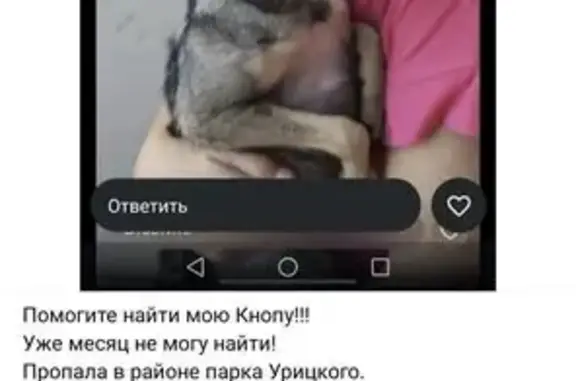 Пропала собака: Казань, Татарстан