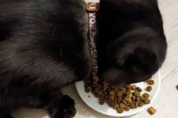 Найдена кошка, ул. Хользунова 40, Волгоград