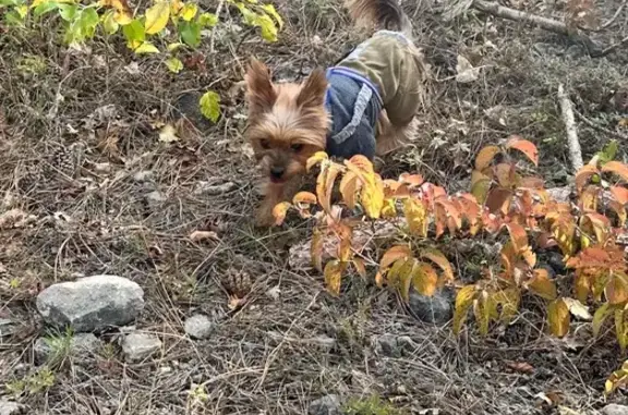 Пропала собака, Бахчисарай, ул. Давыдова