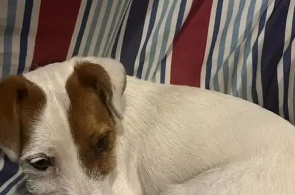 Найдена собака: ул. Мира, 308, Ставрополь