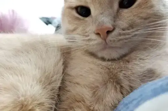 Пропала кошка на Ленина, 107, Муравленко