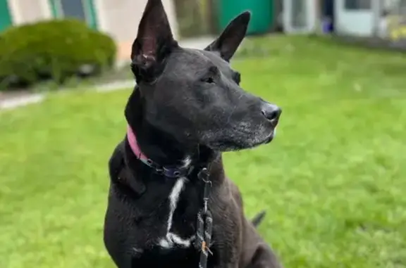 Собаки потеряшки, Омск, фото: Потеряшка собака, ул. Архиепископа Сильвестра, 17, Омск