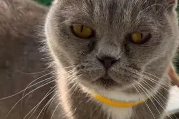 Кошки потеряшки, , фото: Потеряшка кошка, Знаменская ул., 32/2