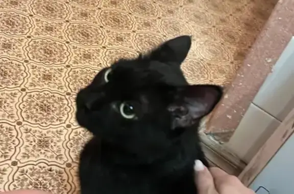 Найдена кошка, Ростов-на-Дону, фото: Найдена черная кошка, Филимоновская 285